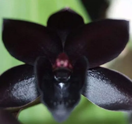 Steellwingsf Giardino Domestico Semi In Vaso, 100 Pezzi Semi Di Orchidea Neri Cymbidium Fi...