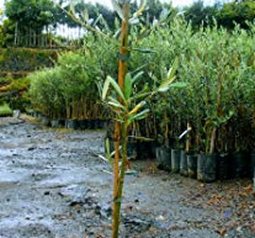 Pianta di olive Albero ulivo Grossa di Spagna - Imballaggio speciale protettivo