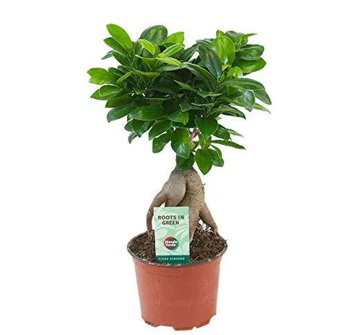 Ficus microcarpa 'Ginseng' | Alberello bonsai | Pianta da appartamento tropicale | Altezza...