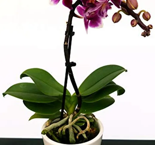 ORCHIDEA PHALAENOPSIS FUCSIA IN VASO CERAMICA BIANCA, Orchidea Falenopsis, Pianta Vera