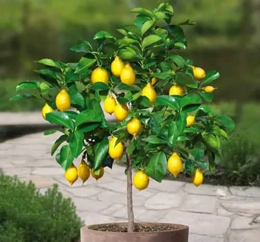 TOMASA Seedhouse- Mini Limone Semi Limoni Biologici Hardy Perenne Bonsai Limone Semi di Fr...