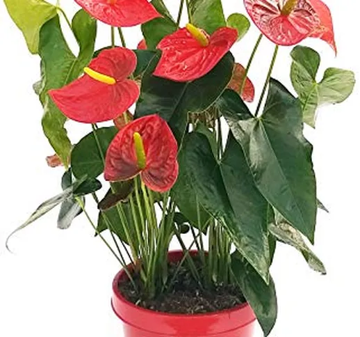 ANTHURIUM ROSSO XXXXL, VASO 27, pianta vera