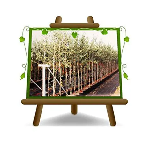 Olivo Moraiolo - Pianta da frutto - albero max 160 cm - 3 anni