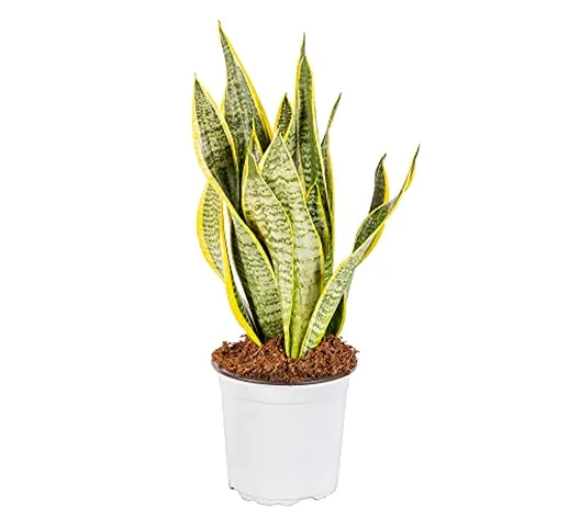 Bonplants Sansevieria Futura Superba Lingua di Suocera, Pianta Vera da Interni, Facile e L...