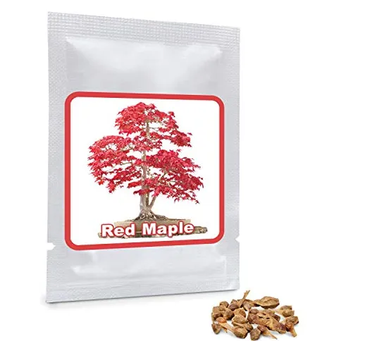 20 Semi Acero rosso giapponese - semi di foglie d'acero - (Acer palmatum atropurpureum) -...