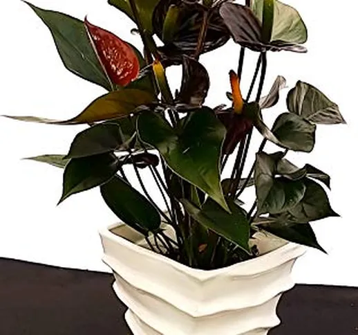 ANTHURIUM NERO IN VASO CERAMICA BIANCA A SPIRALE, pianta vera