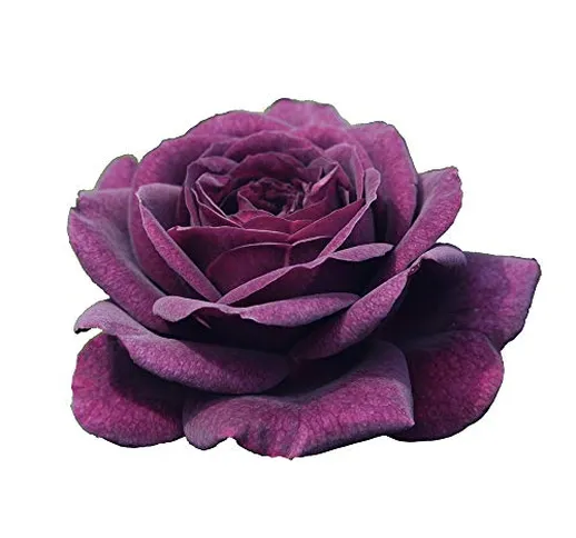 Pianta di Rosa a MAZZI BREVETTATA Purple Eden ® PROFUMATA VERA in vaso 20 CM ROSE BARNI