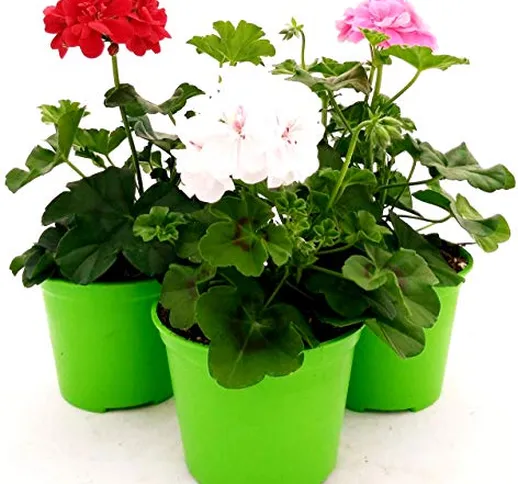 POWERS TO FLOWERS - GERANIO EDERA DOPPIO "HERCULES", PELARGONIUM, 3 PIANTE VASO 14, ROSA-B...