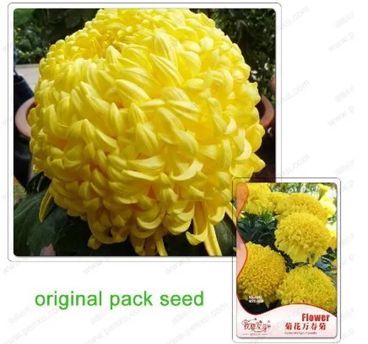 Confezione originale 60 Semi/pack, semi di calendula fiore, giallo di calendula, arancio c...