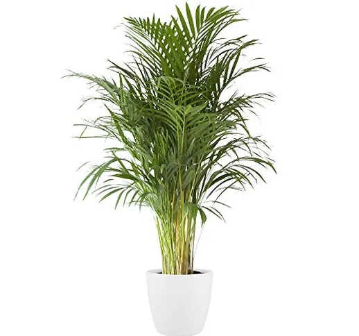 Pianta d'appartamento da Botanicly – Palma Areca in vaso bianco come set – Altezza: 110 cm...