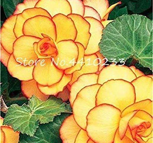 100 Pz Colorful Begonia Bonsai, Colore Misto Rieger Begonie Fiore Seedsplant Vaso Family G...