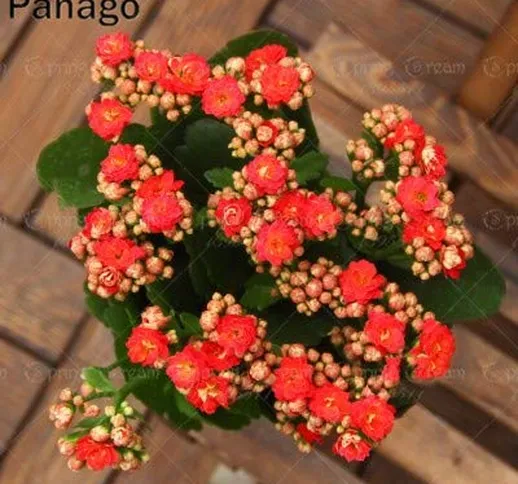 GETSO 100pcs / Bag Kalanchoe pianta (. Kalanchoe blossfeldiana Poelln) Longevità Fiori Inv...