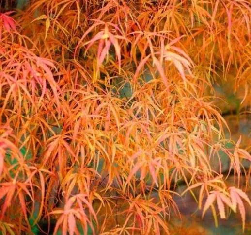 Acero Rosso Giapponese"Acer Palmatum Koto No Ito" in vaso ø20 cm