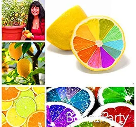 Grande vendita! 10 pc / lotto, rari semi arcobaleno limone frutta biologica degli alberi d...