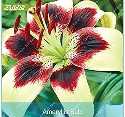 vegherb Zlking 2 Pz Ture Amaryllis Bulbi Hippeastrum Fiore Roof Terrace Bonsai Patio con G...