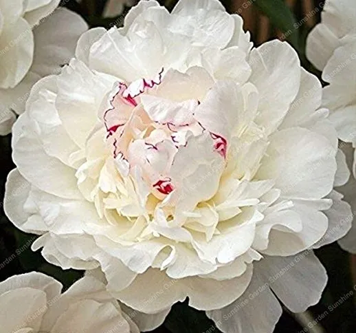 HONIC 2pcs Peony Bulbi perenne Fiori Piante Bonsai Luce Fragrant Perenne Giardino Esotico...