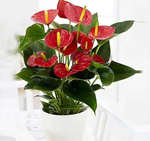 Anthurium andreanum Lipstick Red | Fiore di fenicottero rosso | Altezza 40-45 cm | Vaso Ø...