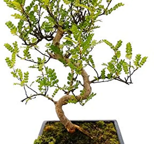 PIANTA DEL PEPE, ZANTHOXYLUM PIPERITUM BONSAI, pianta vera