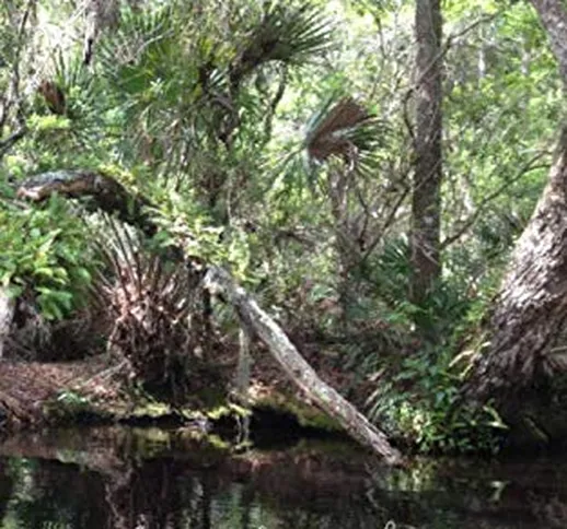 Kayak Explorer: Mangrove Canopy 5x8 Mini Notebook