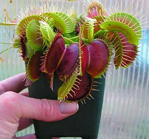 Dionaea muscipula gigante della clip Venus Fly Trap semi 100pcs Insettivori Seed Garden Se...