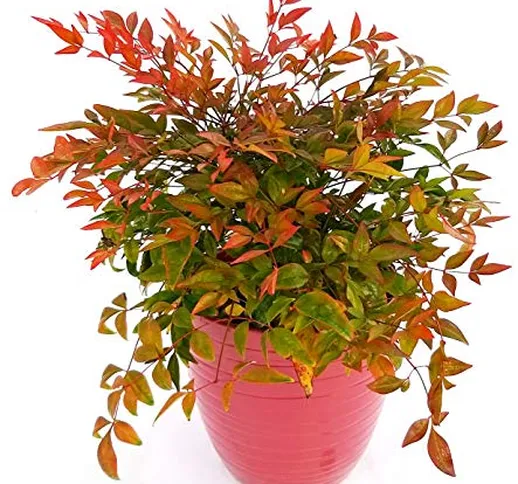 NANDINA DOMESTICA NANA XL IN VASO CERAMICA ROSSO RIGATO, pianta vera