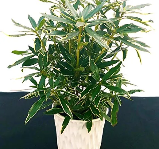 POWERS TO FLOWERS - RODODENDRO VARIEGATO, RHODODENDRON, IN VASO CERAMICA BIANCO CON SPATOL...