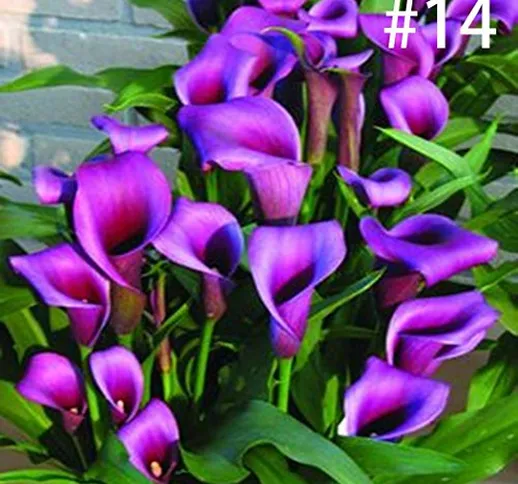 Kaimus Semi di Fiori,100pcs Calla Lily Seeds Rare Semi di Fiori Ornamentali Bonsai Piante...