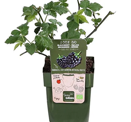 Rubus fructicosus LOCH NESS | Gelso | Cespuglio da frutta | Altezza 30-60cm | Vaso Ø 13cm