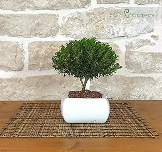 Bonsai di Mirto in vaso quadro bianco