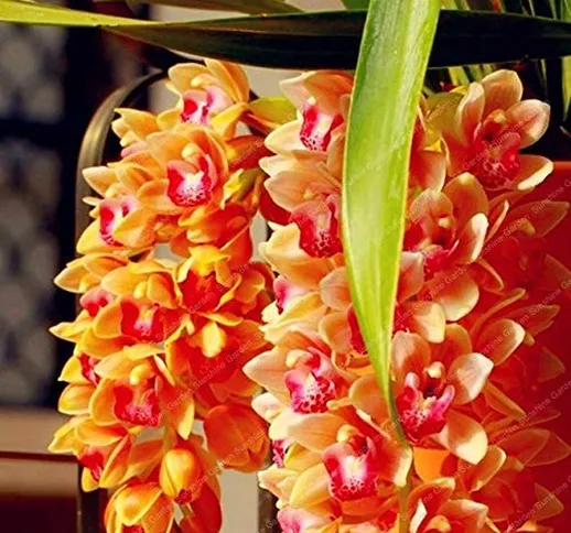GETSO 2 pc/Sacchetto Cymbidium Bulbi Fragrante Orchid Bonsai Colore dell'arcobaleno Fiori...