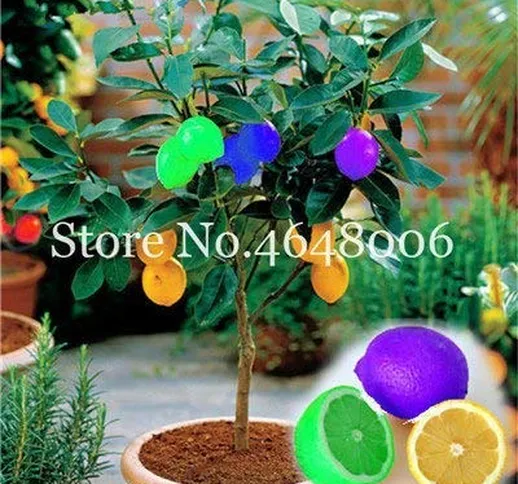 Bloom Green Co. 50 Pz commestibili Frutta Limone Meyer Bonsai Piante esotiche colorate Cit...