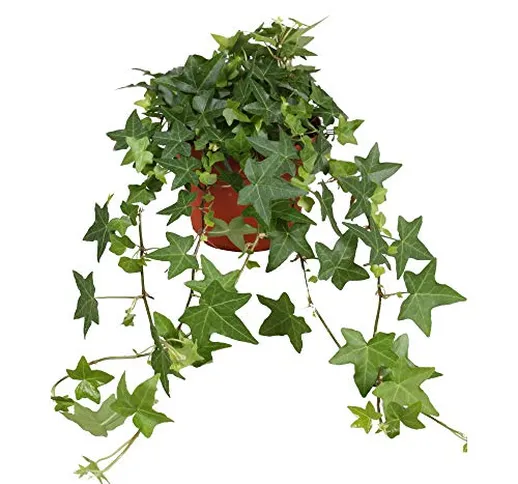 Hedera helix Pittsburgh | Edera comune Pianta rampicante | Altezza 50-55 cm | Vaso Ø 17cm