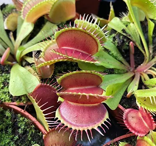 Dionaea muscipula (Carnivora) [Vaso Ø9cm]