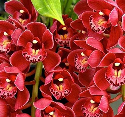 TOYHEART 100 Pezzi Semi Di Fiori Premium, Semi Di Orchidea Cymbidium Misti Piccoli Semi Bo...