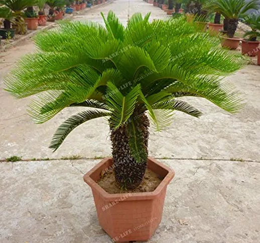 GETSO Cycas Albero Nuovo Arrivo 1pcs, Mini Sago Palma Bonsai Fiore, germogliamento Tasso 9...