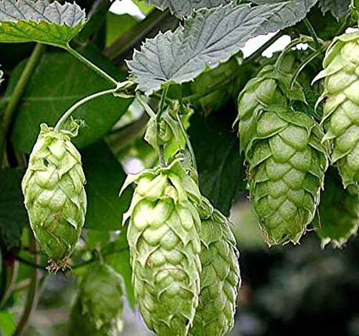 Portal Cool 500 Seeds: birra Luppolo (Humulus lupulus) - 200/500/1000 semi + regalo