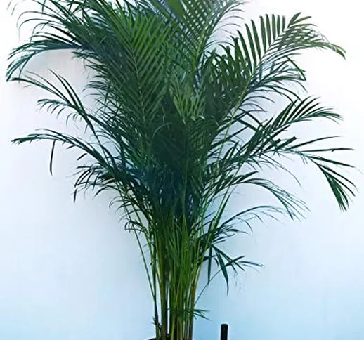 ARECA, PALMA DI ARECA altezza 180cm, pianta vera