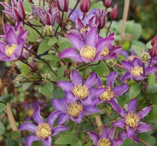 PERAGASHOP 1 PIANTA di CLEMATIDE Exciting Diana in Vaso 16CM Clematis