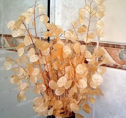 Promozione! fiori 2016 argento semi di erba fan 100PCS Lunaria fiori annua semi rari Garde...