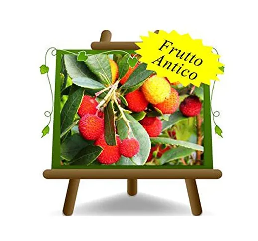 Corbezzolo Arbutus Unedo – Cespuglio - pianta da frutto antico - albero su vaso da 20 - ma...