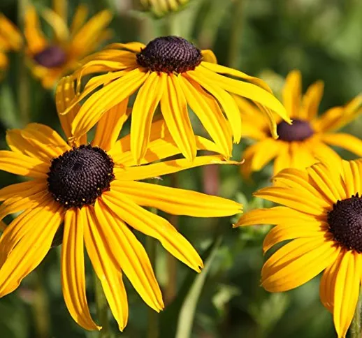 PERAGASHOP 1 PIANTA di RUDBECKIA GOLDSTURM in Vaso 18CM