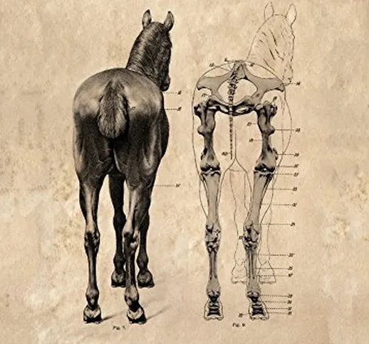 World of Art Vintage Anatomia del Cavallo, dal Retro. Unnamed per Studio, 250 g/mq, Format...