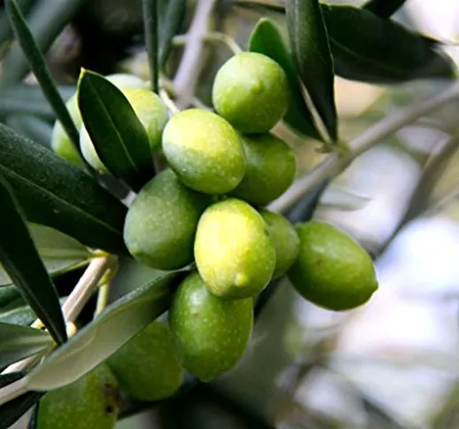 ALBERO DI ULIVO -OLEA EUROPAEA-'ASCOLANA' DA TAVOLA - pianta vera da frutto da esterno Ø 1...