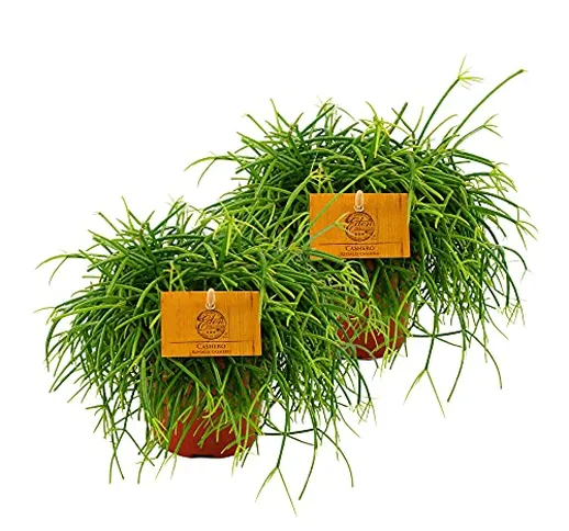 BAKKER 2 Rhipsalis cashero | Cactaceae | Succulenta | pianta da appartamento easy care | A...
