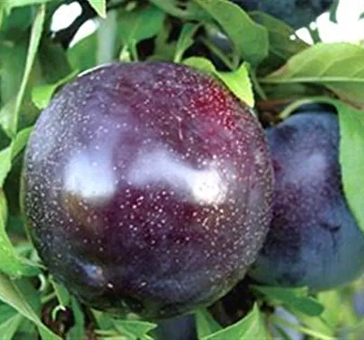 ALBERO DI SUSINO NERO 'BLACK AMBER'- pianta vera da frutto da esterno