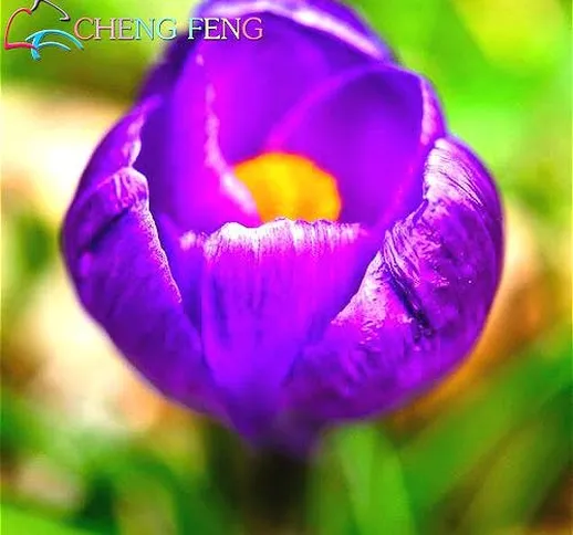 Crocus Seed Piante in vaso Fiori balcone Piante 100 semi Chinese Garden Medicina dell'erba...