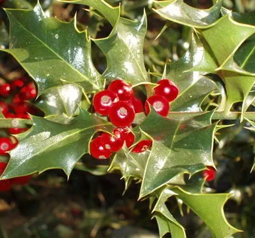 Inglese Agrifoglio, Ilex aquifolium, semi di albero (Appariscente Evergreen, Hedge) 20