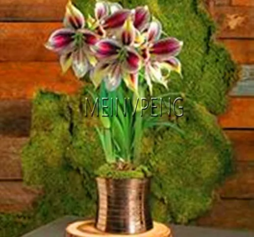 Ferry ! Nuovo Plantas 2018 Super Big bulbo Veri Amaryllis bulbi, Fiori Hippeastrum bulbi P...