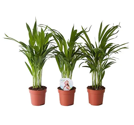 Piante da interno da Botanicly – 3 × Palma Areca – Altezza: 45 cm – Areca dypsis lutescens