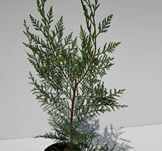 leylandii pianta da siepe pinetto in vaso diametro 12cm alta 50-60cm (10)